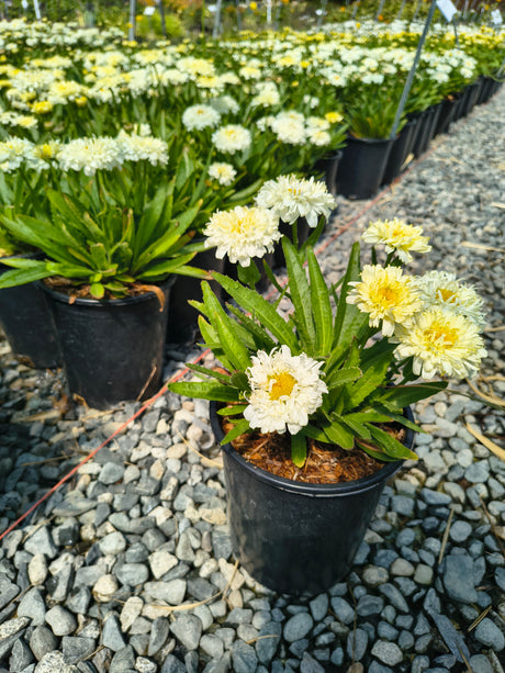 Leucanthemum x superbum 'Luna'