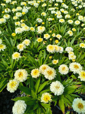 Leucanthemum x superbum 'Luna'