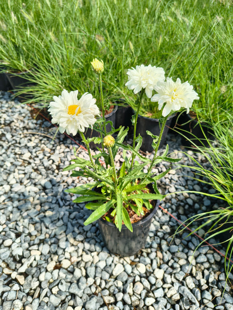 Leucanthemum x superbum 'Victorian Secret'