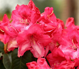 Rhododendron 'Lissabon'