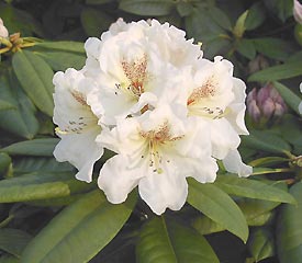Rhododendron 'Maharani'