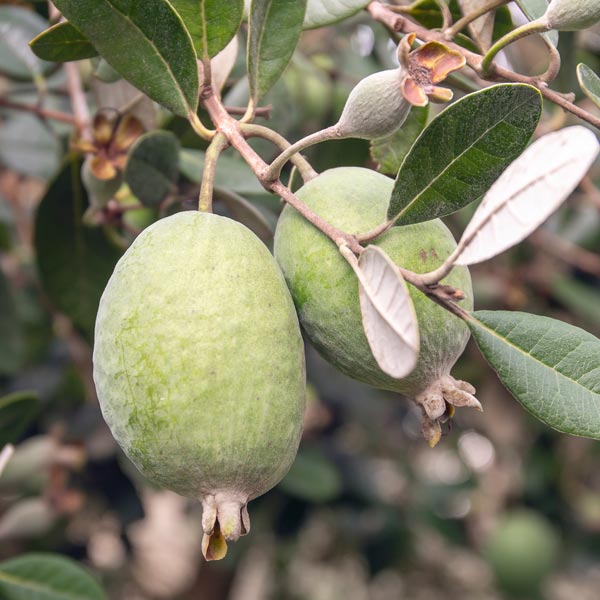 Feijoa/ Acca sellowiana 'Marion' (Pineapple Guava)