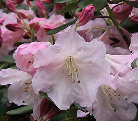 Rhododendron 'Mission Bells'