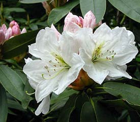 Rhododendron 'Mrs A.T. De la Mare'