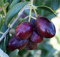 Olea europaea 'Coratina' (Olive)