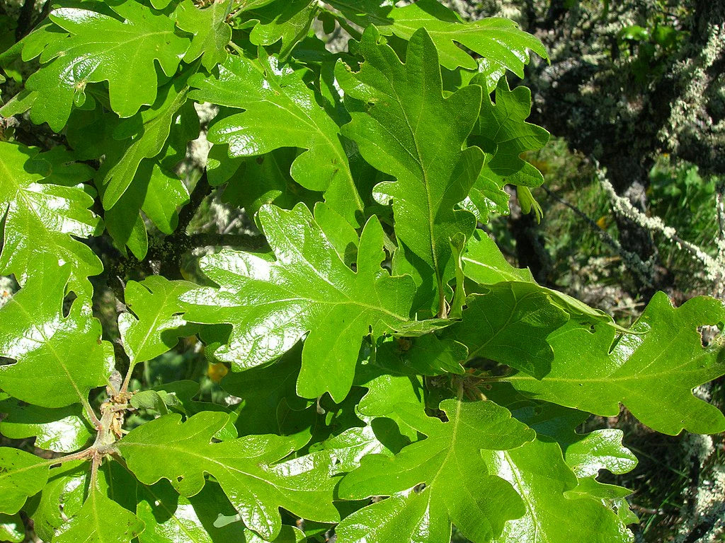 Quercus garryana (White Oak)