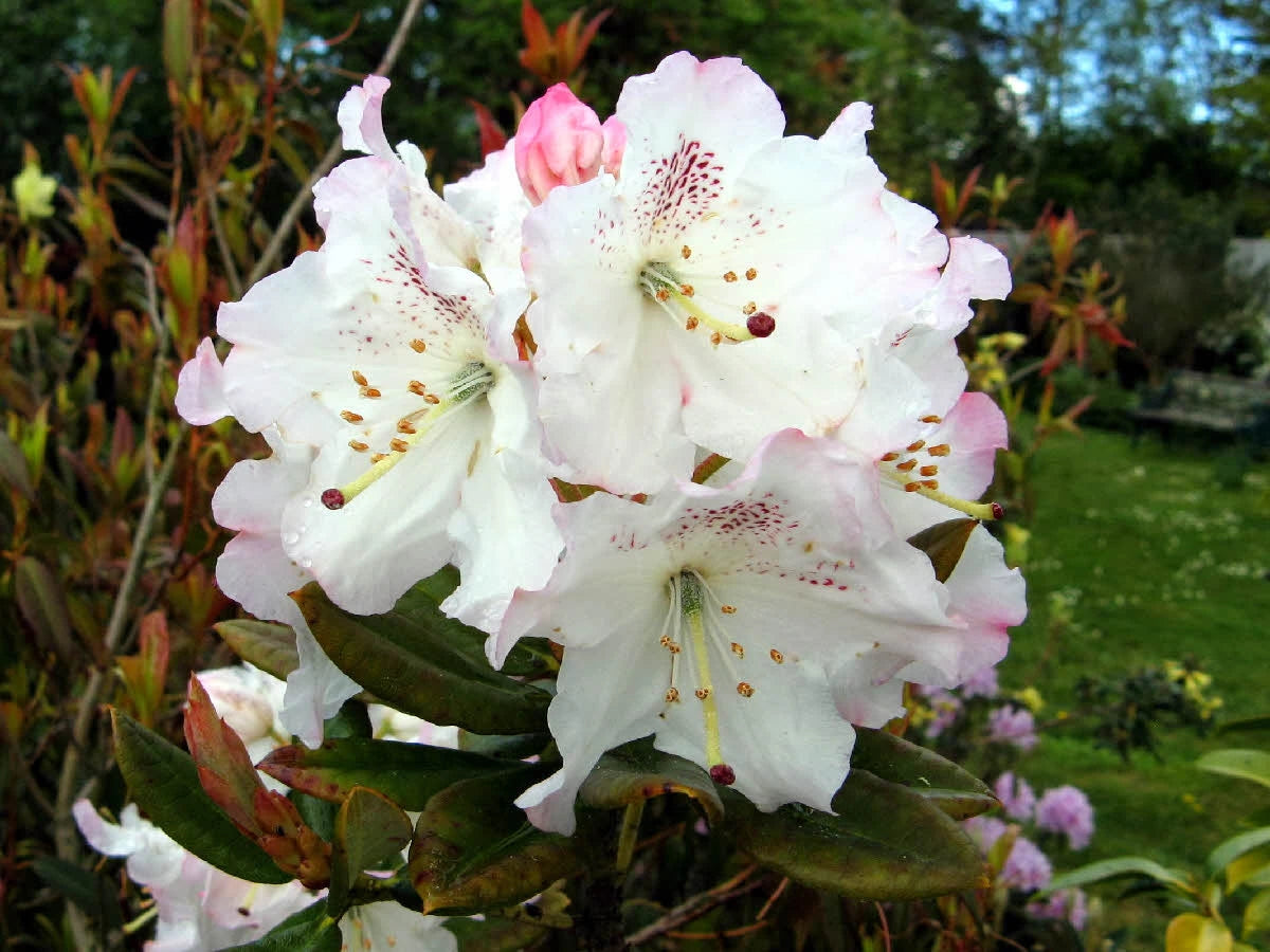 Rhododendron 'Brocade'