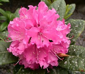 Rhododendron 'Rocket'
