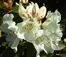 Rhododendron 'Rothenburg'
