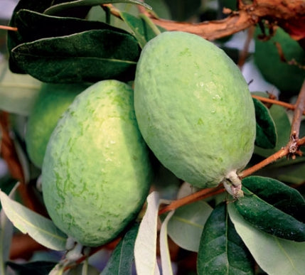 Feijoa/ Acca sellowiana 'Takaka' (Pineapple Guava)