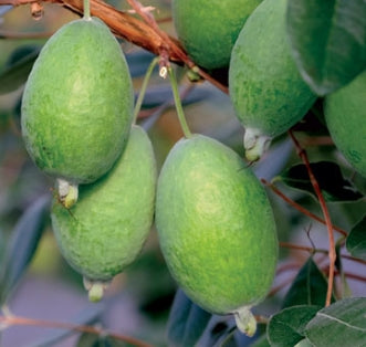 Feijoa/ Acca sellowiana 'Kakariki' (Pineapple Guava)