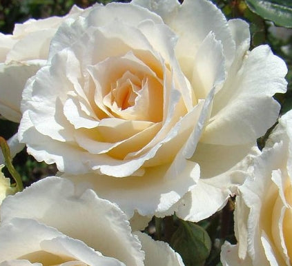Rosa 'Poustinia'