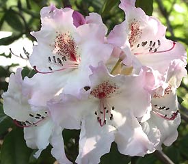 Rhododendron 'Simona'