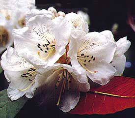 Rhododendron 'Sir Charles Lemon'