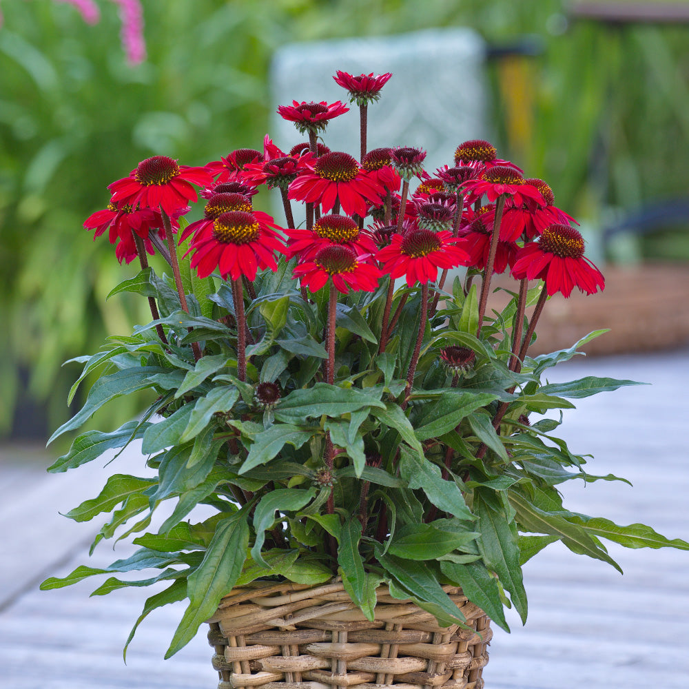 Echinacea 'Vintage Hot Red'