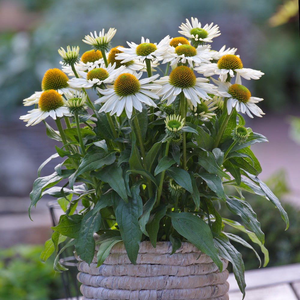 Echinacea 'Vintage Pearl White'