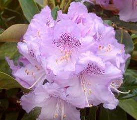 Rhododendron 'Susan'