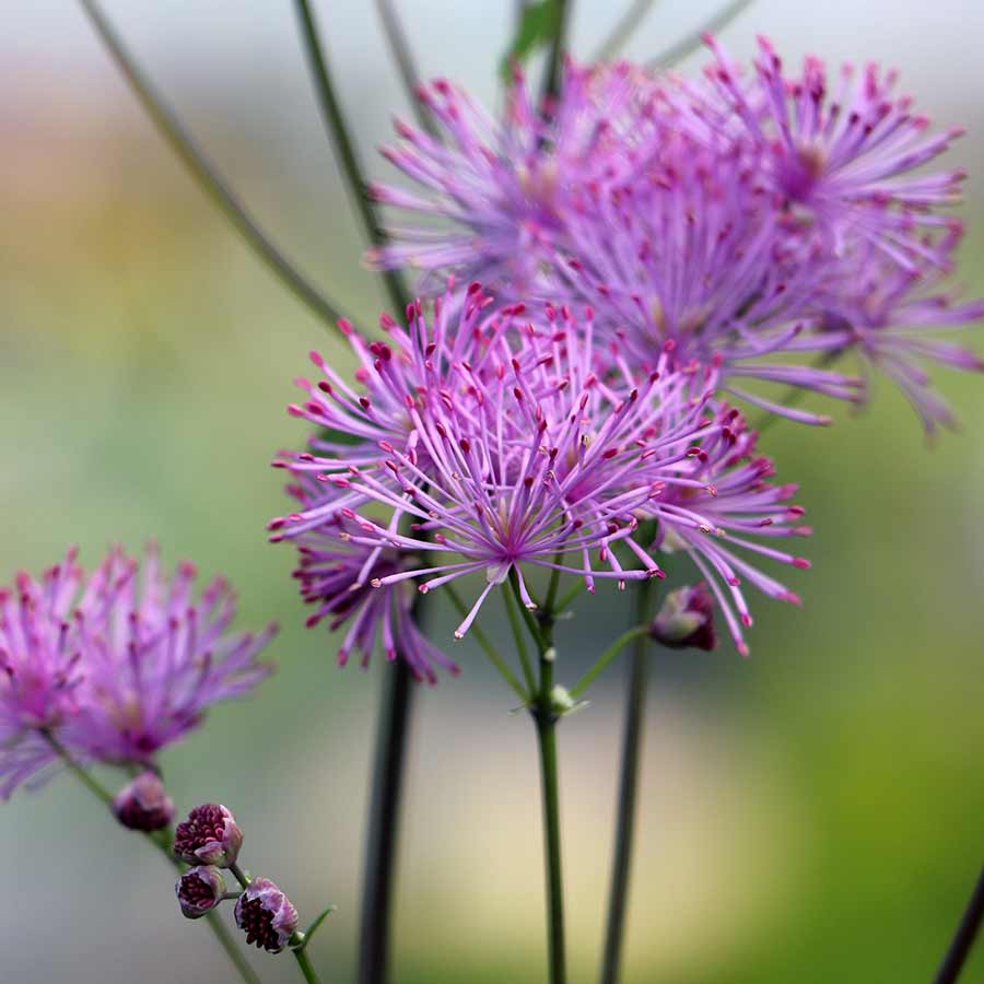Thalictrum aquilegifolium 'Nimbus Pink' (Meadow Rue)