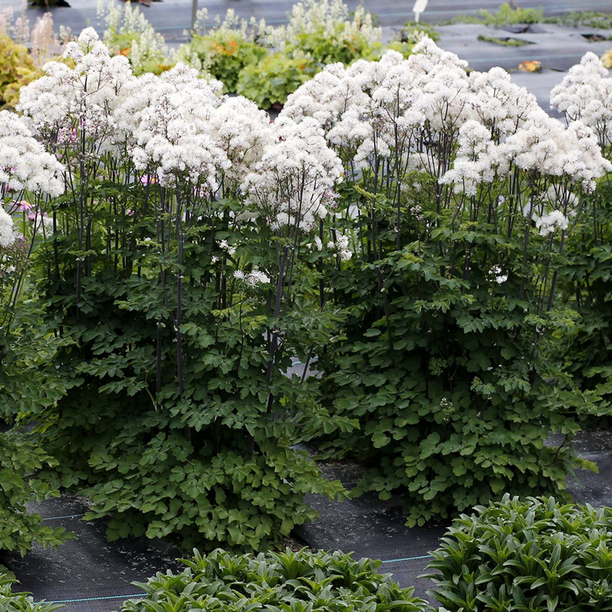 Thalictrum aquilegifolium 'Nimbus White' (Meadow Rue)