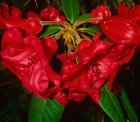 Rhododendron 'Thor'