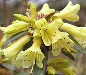 Rhododendron 'Yellow Hammer'