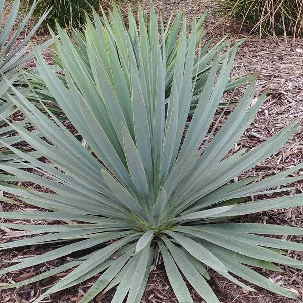 Yucca Filamentosa x Pallida 'Silver Anniversary' (Adam's Needle)