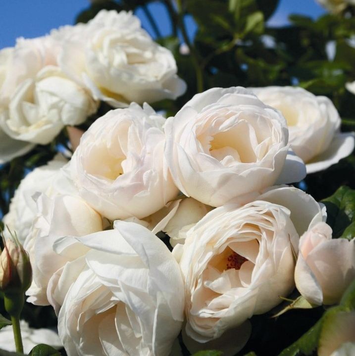 Rosa 'Uetersener Klosterrose'