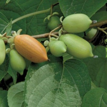 Actinidia polygama 'Vera's Pride' (FEMALE silver vine kiwi)