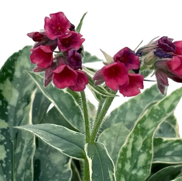 Pulmonaria 'Raspberry Frost' (Lungwort)