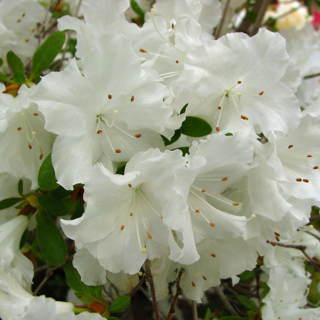 Azalea japonica 'Adonis'