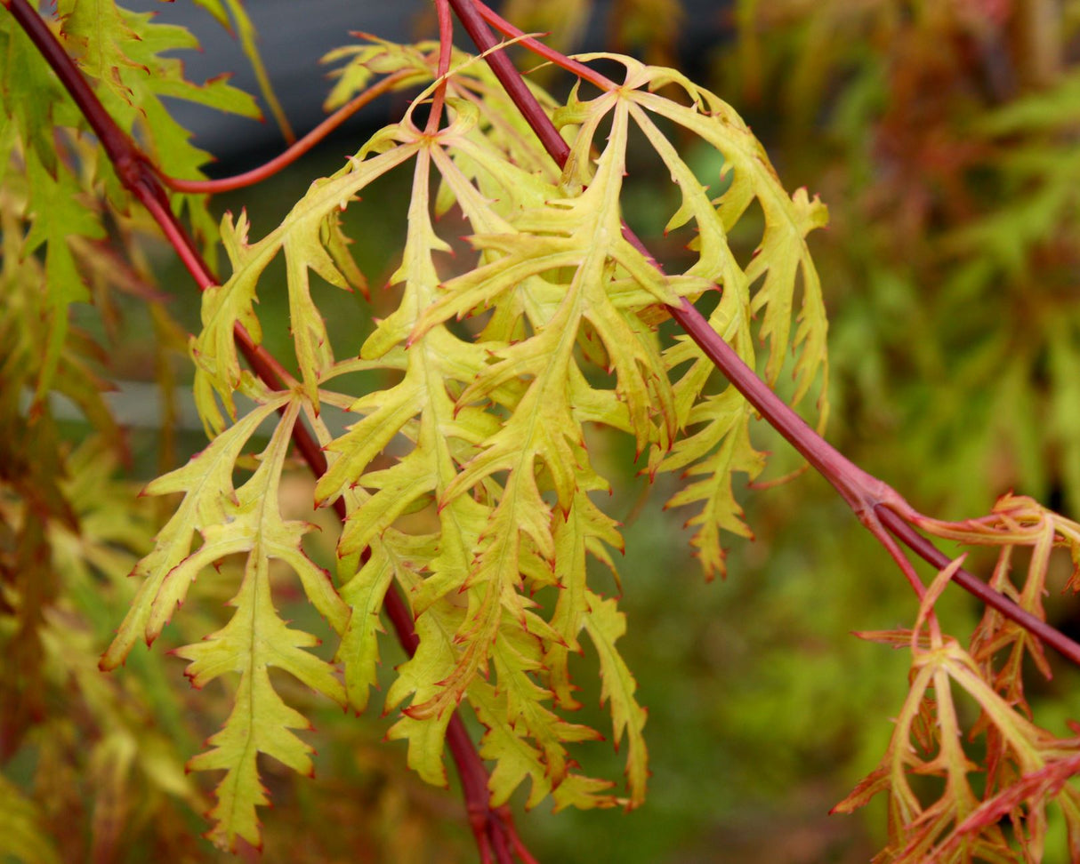 Acer palmatum dissectum 'Moss Gold' (Weeping Cutleaf Japanese Maple)