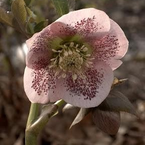 Helleborus 'Pink Spotted Lady'