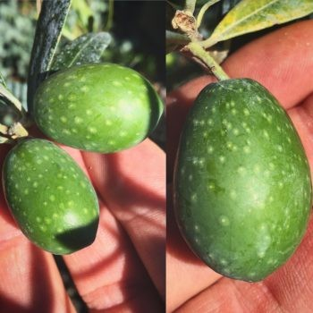 Olea europaea 'Black Pearl' (Olive)