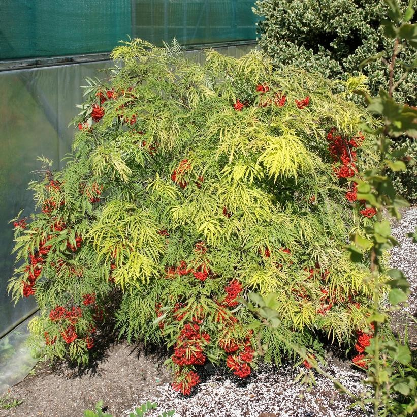Sambucus nigra 'Sunrise Surprise'
