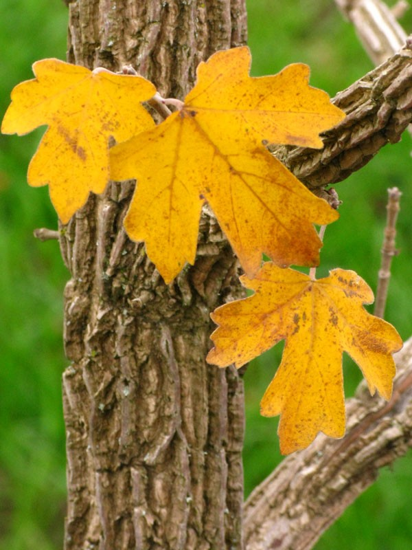 Acer miyabei 'JFS-KW3AMI' (Rugged Ridge Maple)