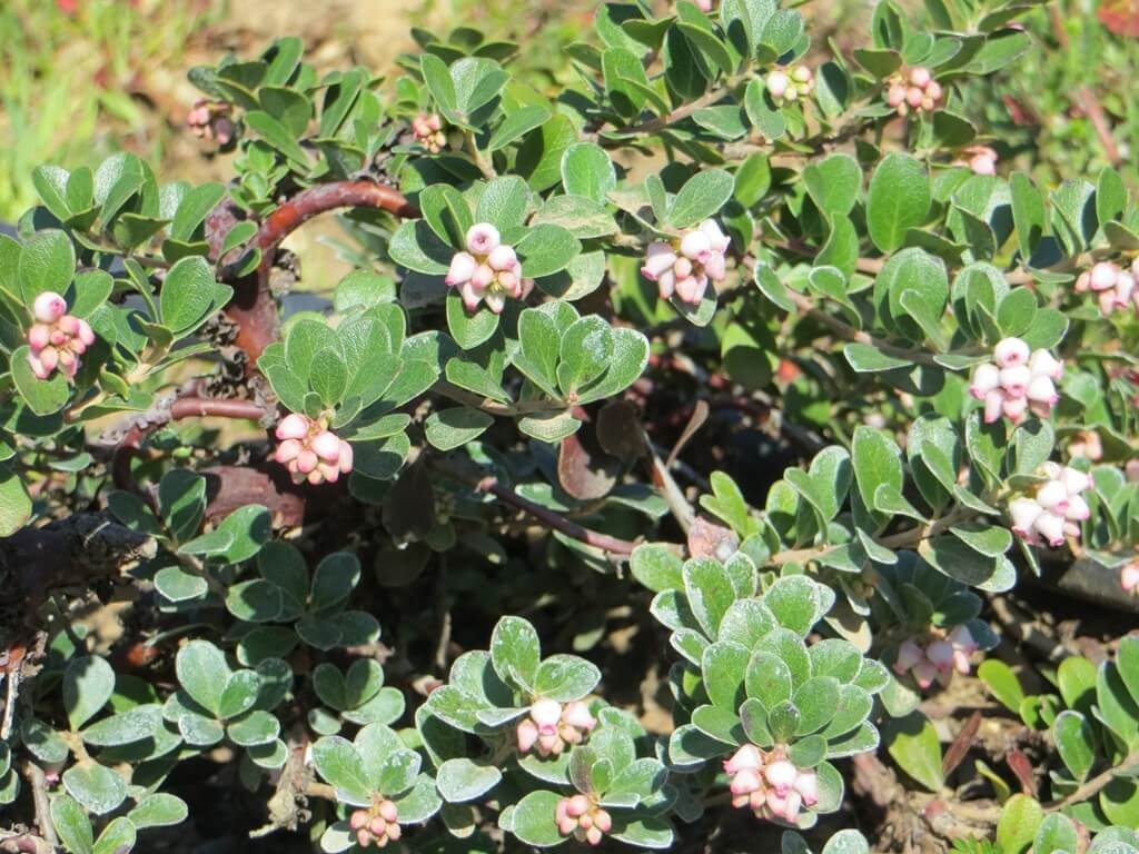 Arctostaphylos uva ursi 'Point Reyes'
