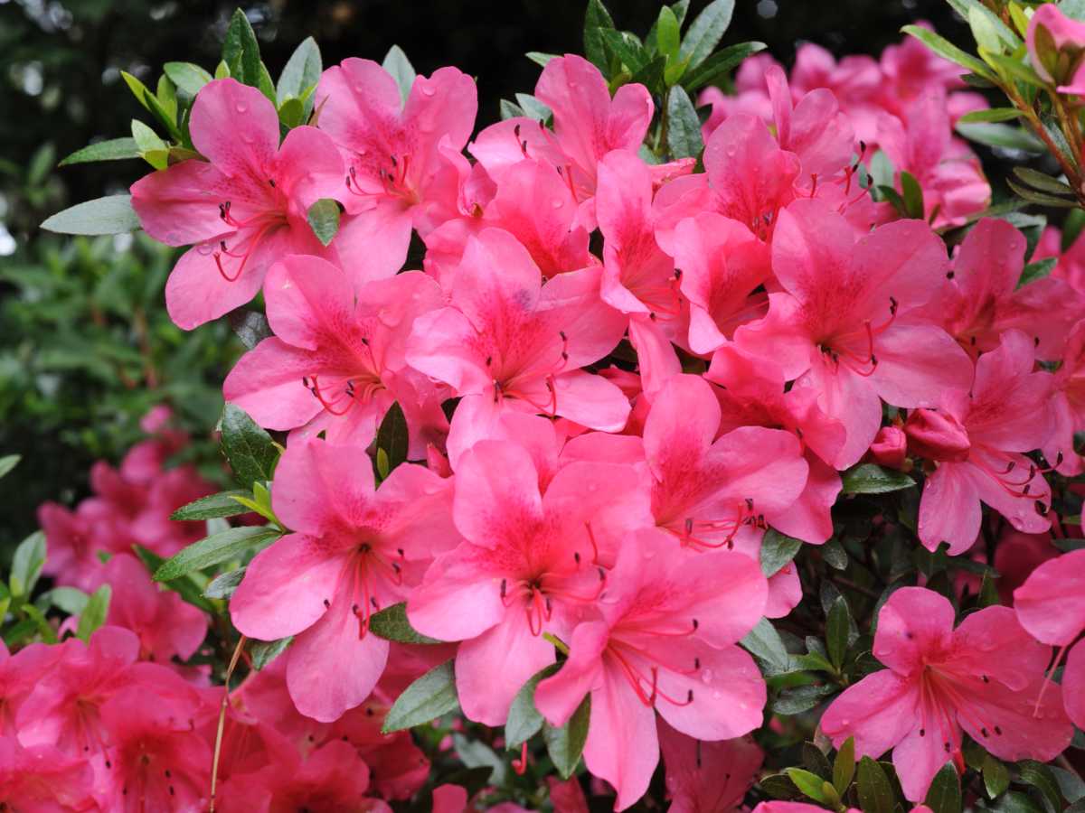 Azalea japonica 'Rosalind'