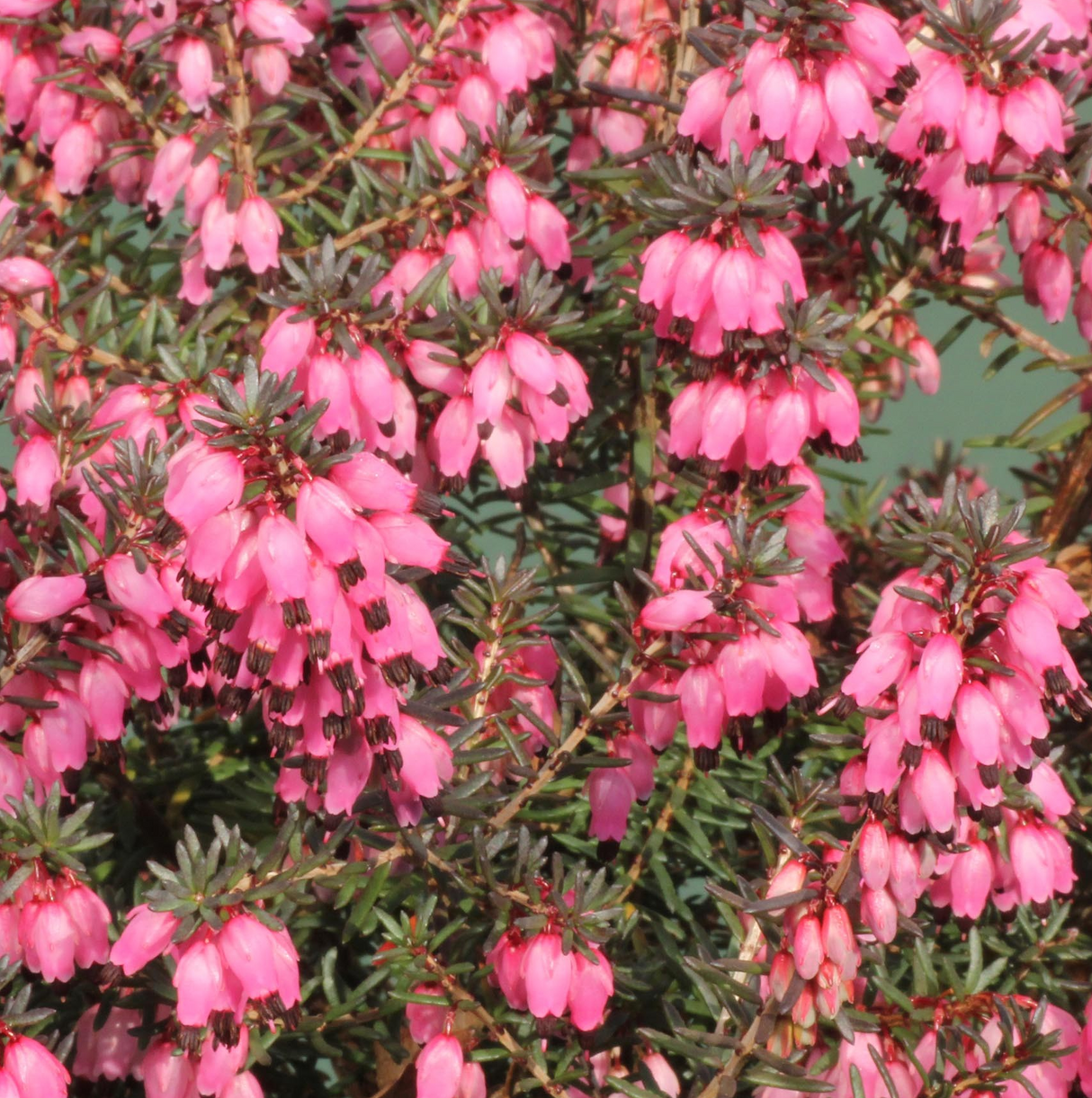 Erica carnea 'Pink Harmony'