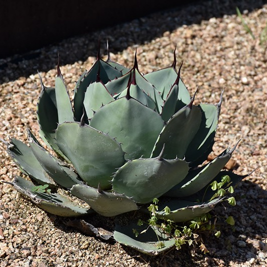 Agave parryi var. truncata (Artichoke Agave)