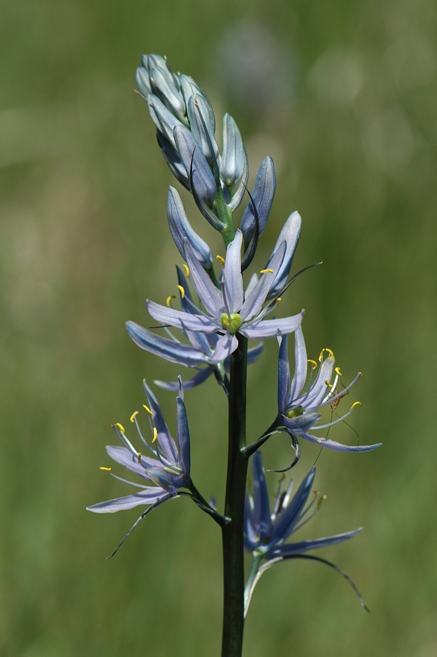 Camassia quamash (Camas)