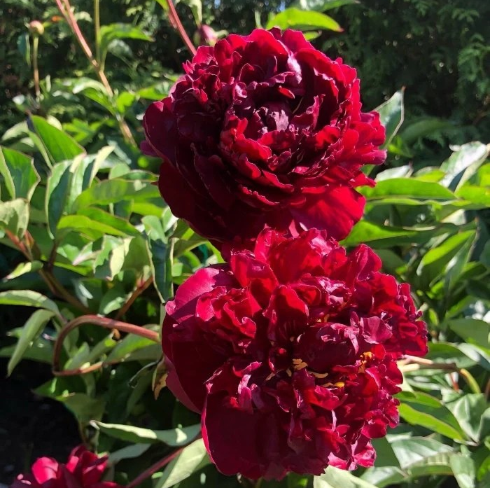Paeonia lactiflora 'Francois Ortegat'