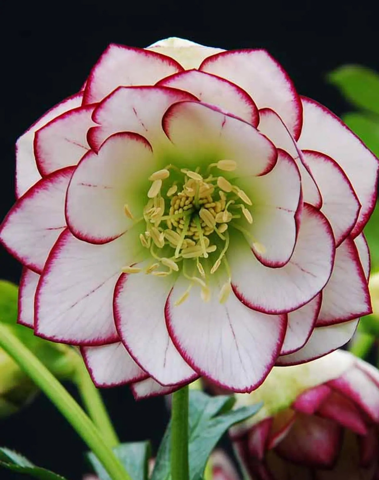 Helleborus 'Fire n' Ice'