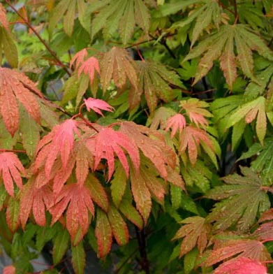 Acer circinatum 'Kisetsu dore' (Vine Maple)
