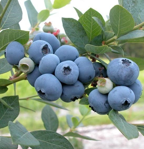 Vaccinium corymbosum 'Sweetheart' (Blueberry)
