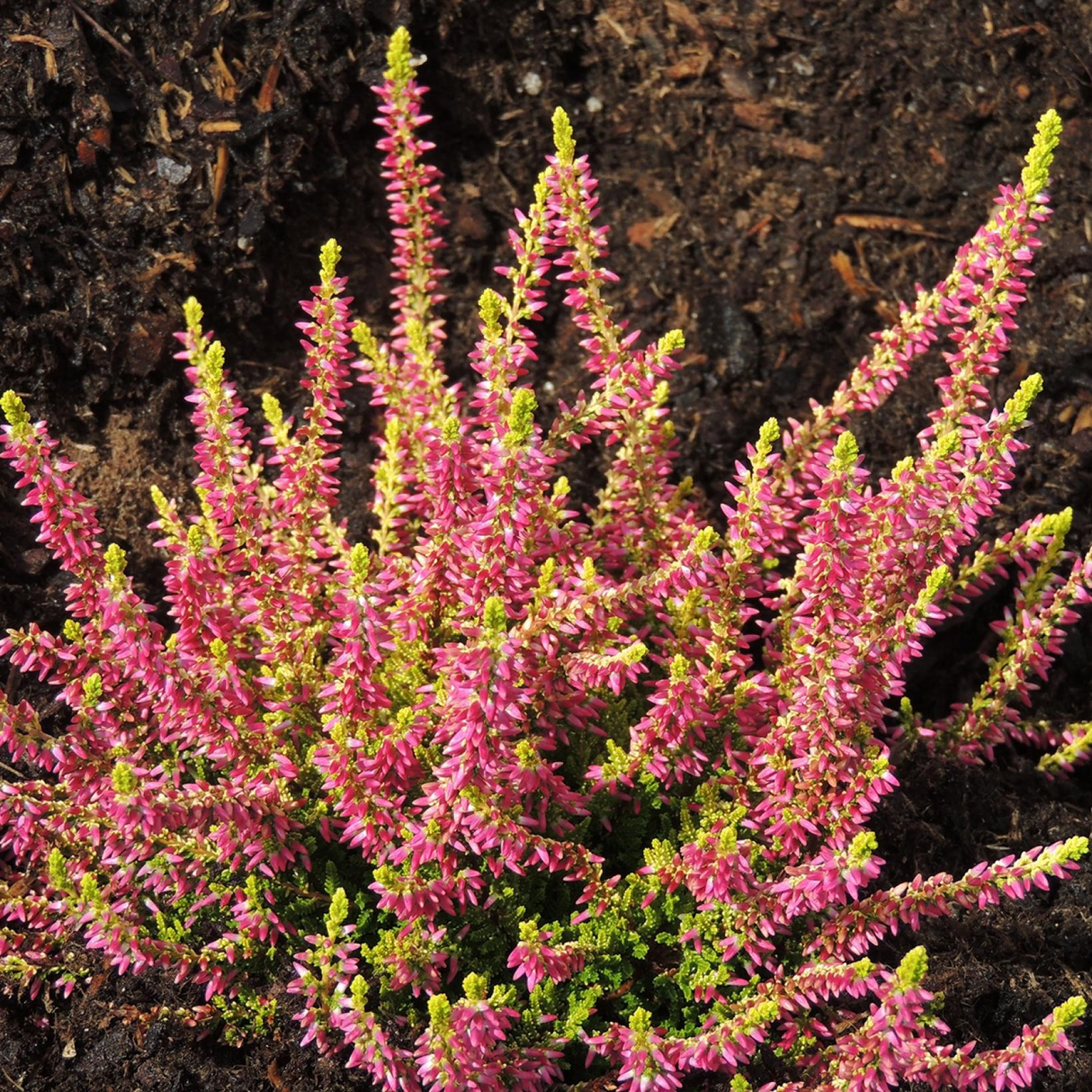 Calluna vulgaris 'Golden Angie' (Heather)