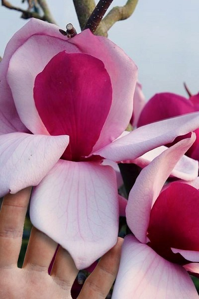 Magnolia 'Frank's Masterpiece'