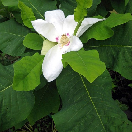 Magnolia macrophylla 'Ashei'