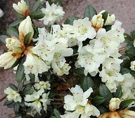Rhododendron 'Cream Crest'