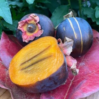 Diospyros kaki 'Raven' (Asian Persimmon)