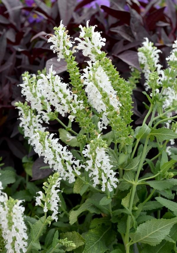 Salvia 'Swifty White'
